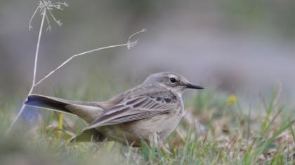 Water Pipit