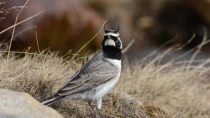 Horned Lark