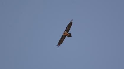 Bearded Vulture