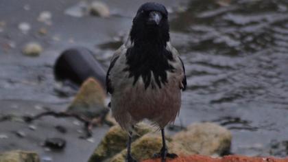 Hooded Crow