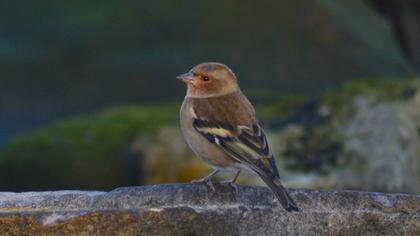 Common Chaffinch