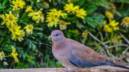 Laughing Dove