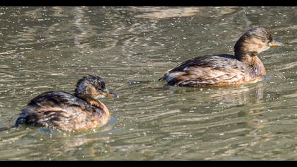 Little Grebe