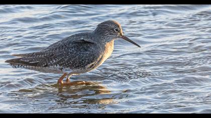 Common Redshank