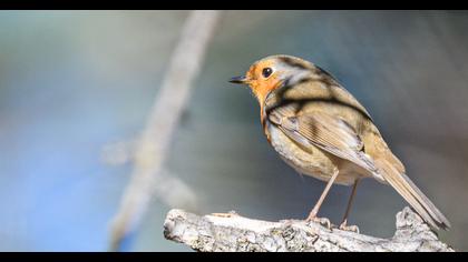 European Robin