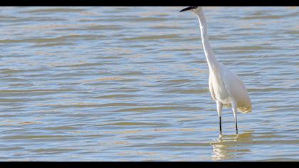 Little Egret