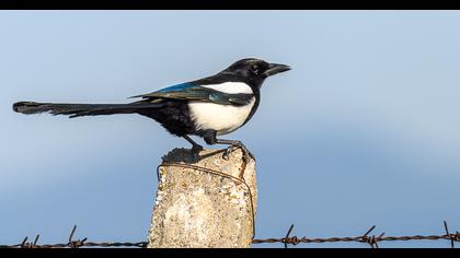 Eurasian Magpie
