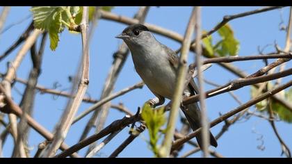 Eurasian Blackcap