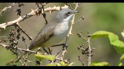 Lesser Whitethroat