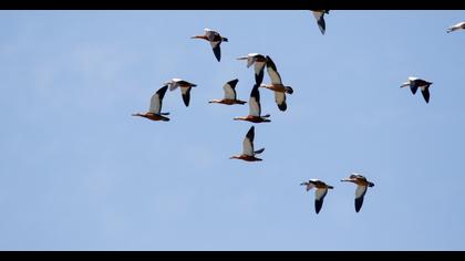 Ruddy Shelduck