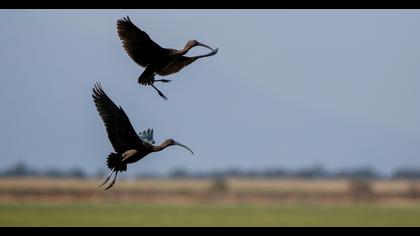 Glossy Ibis