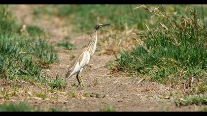 Squacco Heron