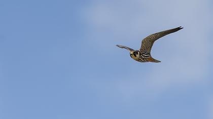 Eurasian Hobby