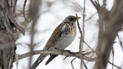 Fieldfare