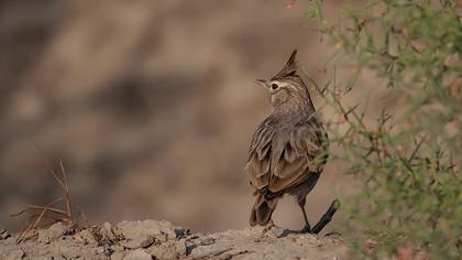 Crested Lark