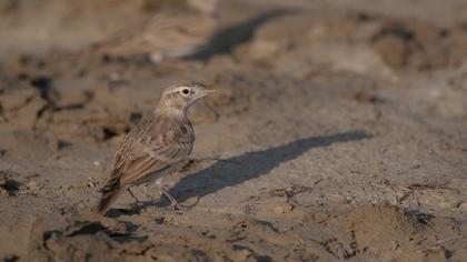 Greater Short-toed Lark