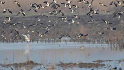 Northern Lapwing