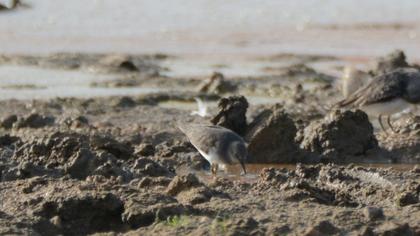Temminck`s Stint