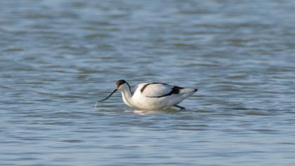 Pied Avocet