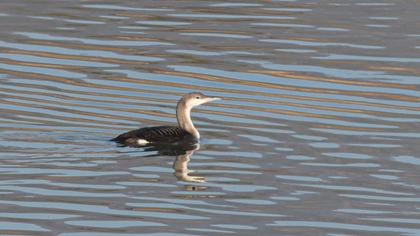 Black-throated Loon