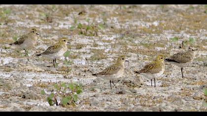 European Golden Plover