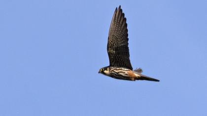Eurasian Hobby