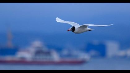 Mediterranean Gull
