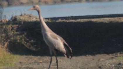 Common Crane