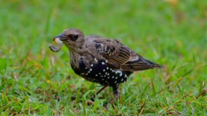 Common Starling