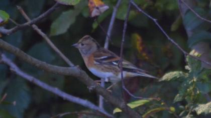 Brambling