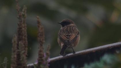 European Stonechat