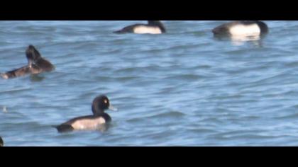 Tufted Duck