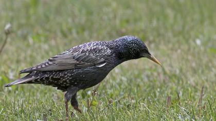 Common Starling