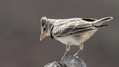 Calandra Lark