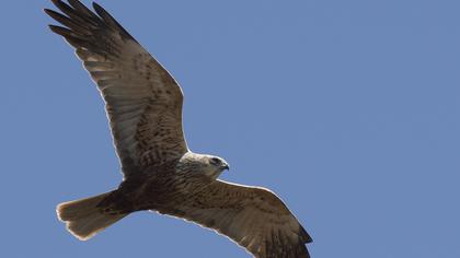 Western Marsh Harrier