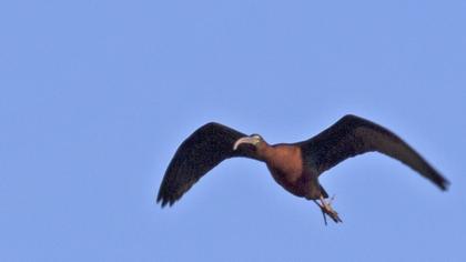 Glossy Ibis