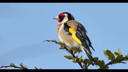 European Goldfinch
