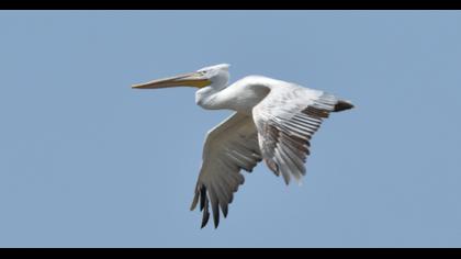 Dalmatian Pelican