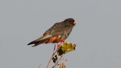 Red-footed Falcon