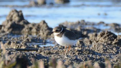 Common Ringed Plover