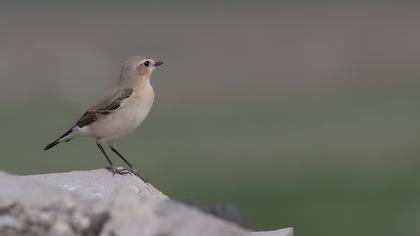 Northern Wheatear