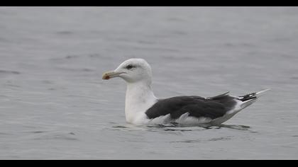 Great Black-backed Gull