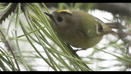 Goldcrest