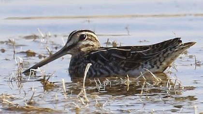 Common Snipe