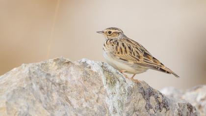 Woodlark