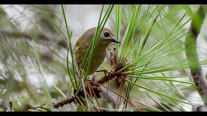 Goldcrest