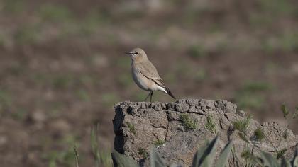 Isabelline Wheatear