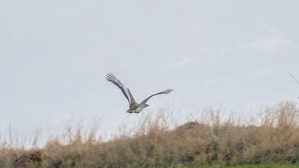 Great Bustard
