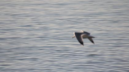 Lesser Black-backed Gull