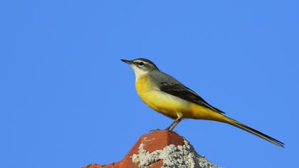 Grey Wagtail